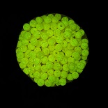 Caca lit peach flash