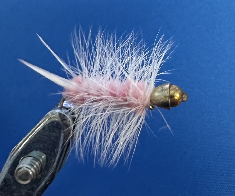 CAC white Pink Conehead Stonefly