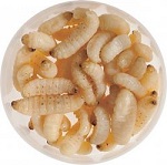 mummy worms